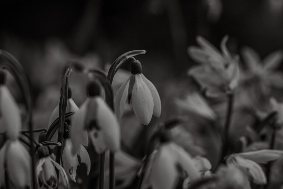 a black and white photo of a bunch of flowers